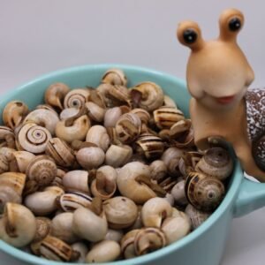 Caracol confecionado