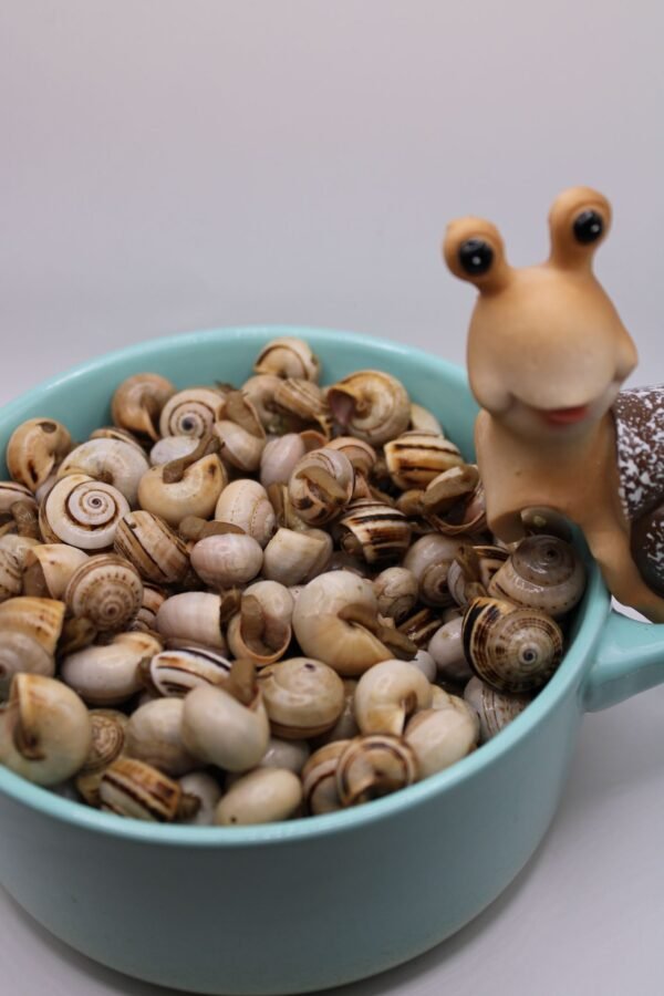 Caracol confecionado