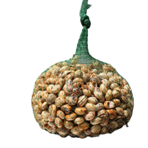 Caracol vivo